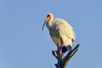 american white ibis, viera wetlands