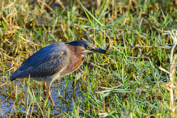 green heron