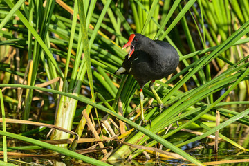 common moorhen, viera wetlands
