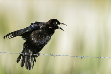 common grackle, viera wetlands