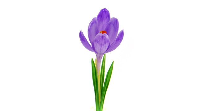 Timelapse crocus opening