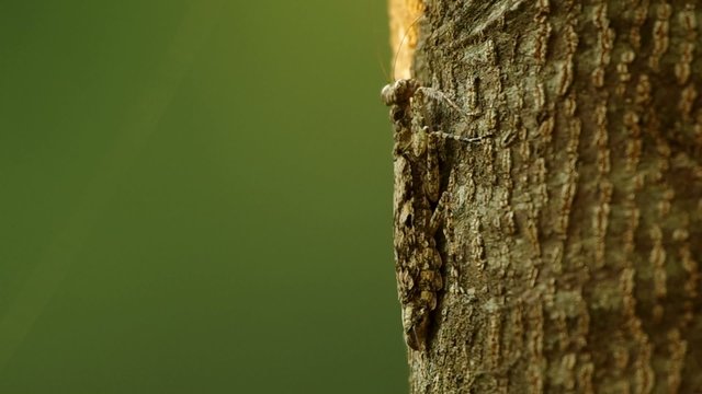 camouflage mantis is staying on the tree bark and running away
