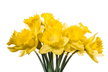 Wall murals Narcissus Bouquet of yellow daffodil flowers