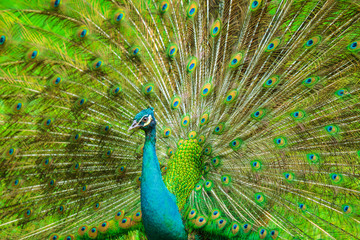 Obraz premium The Indian peafowl