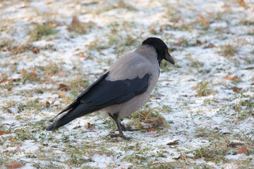 crow on the grass