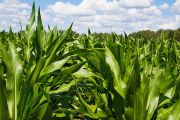Field growing corn. Sunny summer day. Landscape.