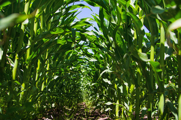 Corn field
