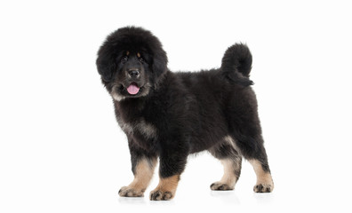 Dog. Tibetan mastiff puppy on white background