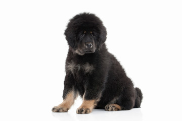 Dog. Tibetan mastiff puppy on white background