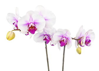 Fototapeta na wymiar Blooming twig of white purple orchid isolated on white backgroun