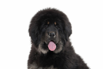 Dog. Tibetan mastiff puppy on white background
