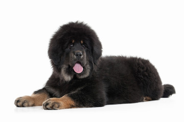 Naklejka premium Dog. Tibetan mastiff puppy on white background
