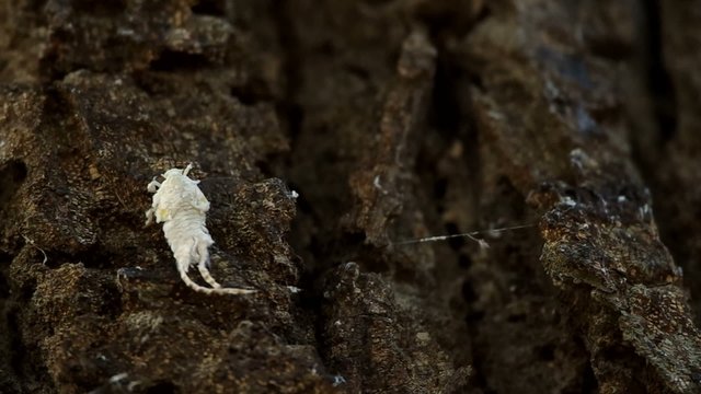 flatid planthopper is climbing on the tree bark
