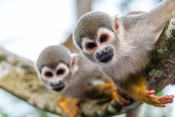 Two Squirrel Monkeys