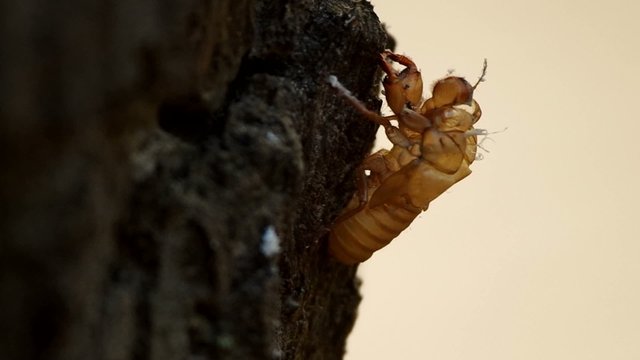 cicadas exuvia was left on the tree bark