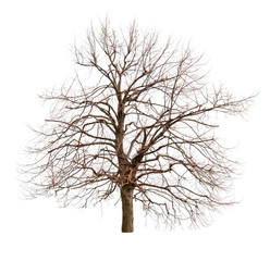 tree isolated