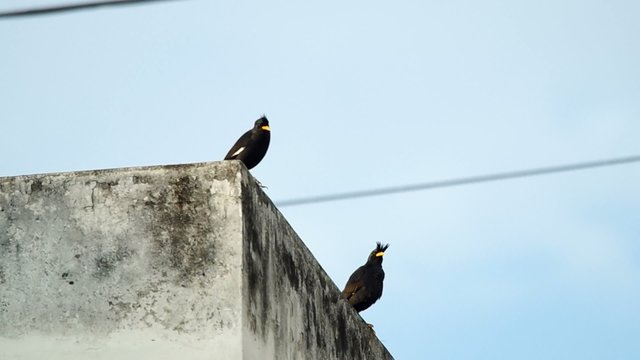 White-vented Myna birds are resting on the building