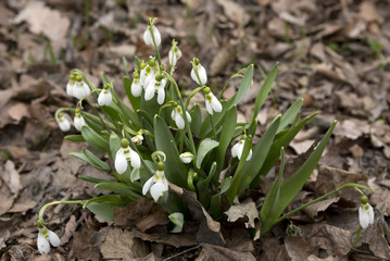 Подснежники-первоцветы
