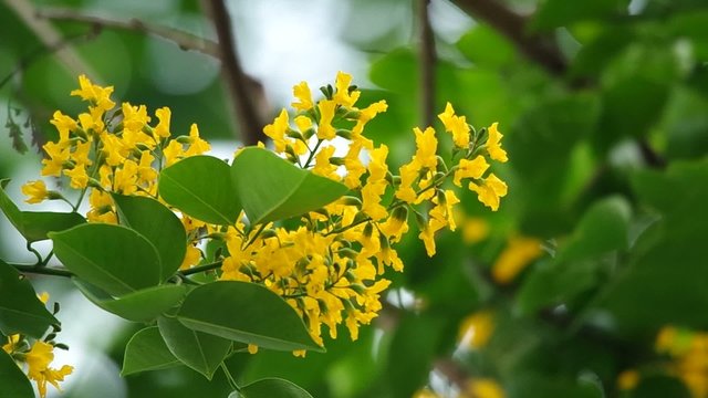 Indian rosewood flowers are blossoming on the tree