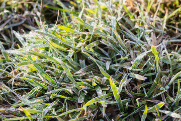 freezing grass in morning light