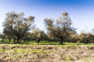 Olive trees and yellow weeds