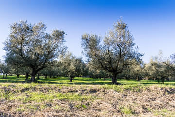 Fototapeta premium Olive trees on green and yellow weeds