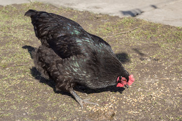 black chicken in garden