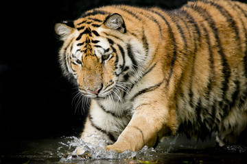 tiger