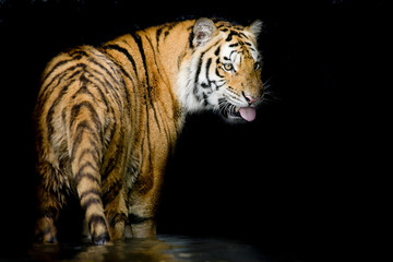 Plakat tiger
