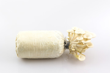 Oyster Mushroom growing on the bottle.