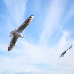 Two seagulls fly in blue cloudy sky