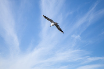 Obraz premium White seagull flying in blue cloudy sky background