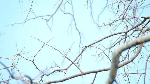footage of black drongo fly and return back on the tree