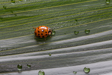 Close-up little ladybug on green plant leaf with water drops