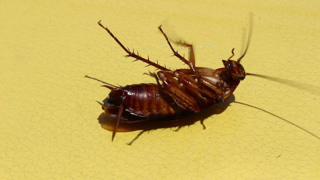 Cockroaches are flex die after eating pesticides.