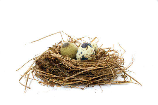 Quail nest with spotted eggs