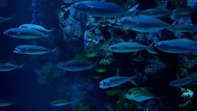Fish school swimming in the tanks in blue tone
