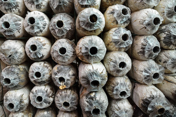 Fototapeta premium Row of Abandoned Spore Bag in mushroom house