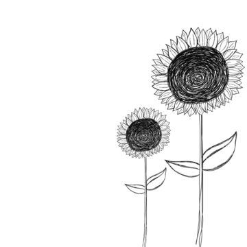 black and white sunflower doodle vector