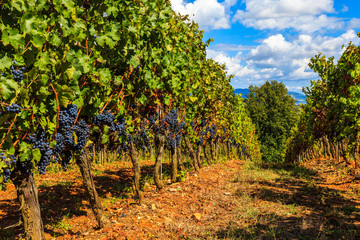 Fototapeta na wymiar Tuscan Vineyard