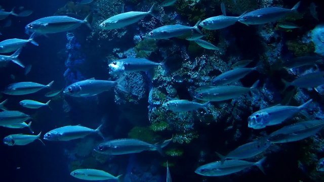 Fish school swimming in the tanks in blue tone