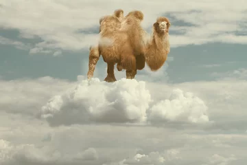 Schilderijen op glas camel floating on a puffy cloud in a sky © ctvvelve