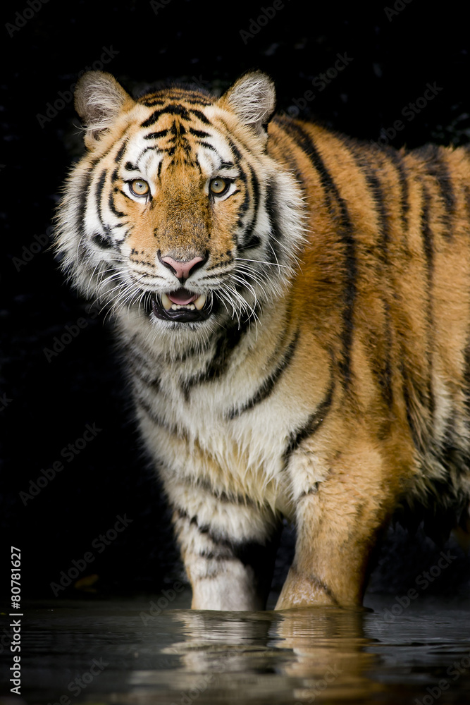 Fototapete Tiger