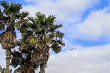 airplane flying past tropical palm trees