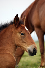 brown horse foal head portrait