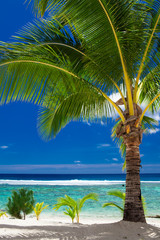 A palm tree overlooking tropical beach on Roratonga, Cook Island