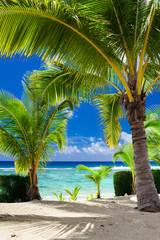 Few palm trees overlooking tropical beach on Cook Islands