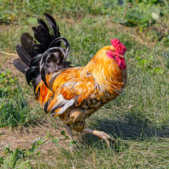Rooster on the green grass