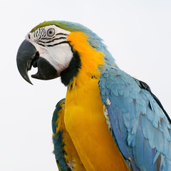 Blue-and-Yellow Macaw (Ara ararauna), also known as the Blue-and
