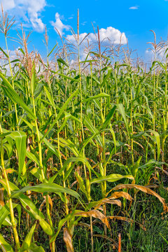 Corn field against blue cloudy sky